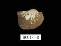 藏品(舵毛蚶)的圖片